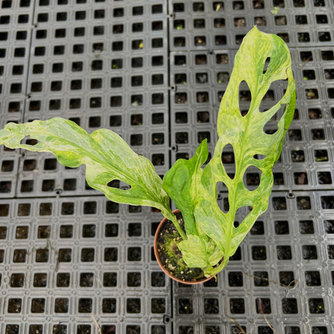 Monstera Adansonii
'Scrambled Eggs'
(Indonesian Marble)