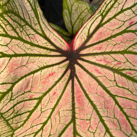 Caladium Especial 04