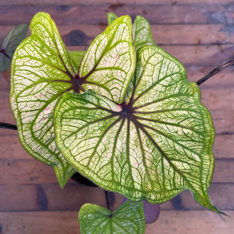 Caladium Especial 04