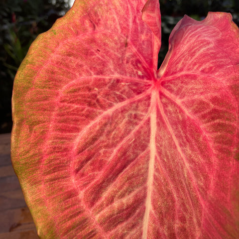Caladium Especial 05