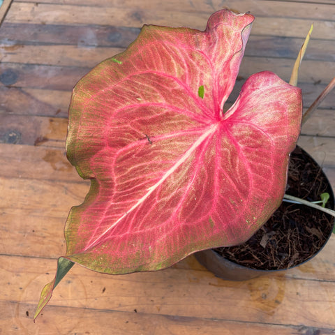 Caladium Especial 05