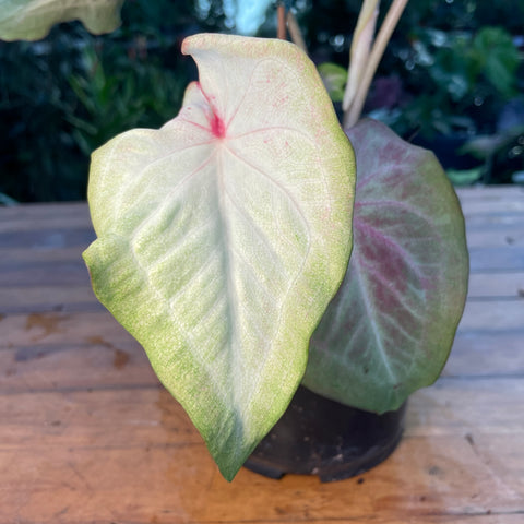 Caladium Especial 05