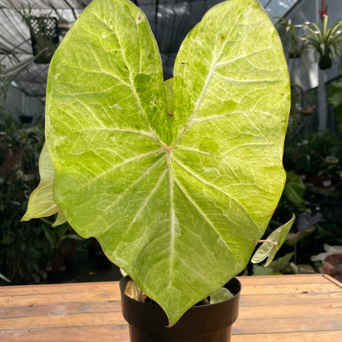Caladium variaçāo - 07