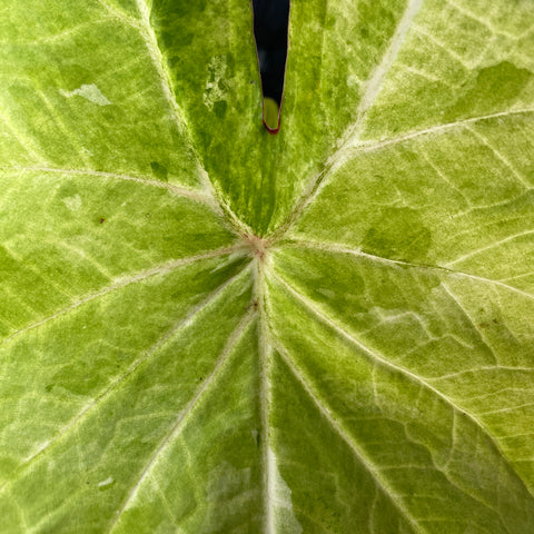 Caladium variaçāo - 07