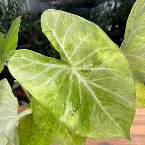 Caladium variaçāo - 07