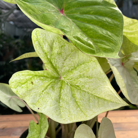 Caladium variaçāo - 07