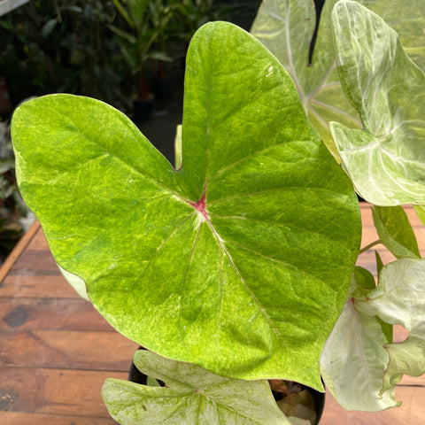 Caladium variaçāo - 07