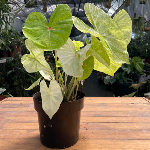 Caladium variaçāo - 07