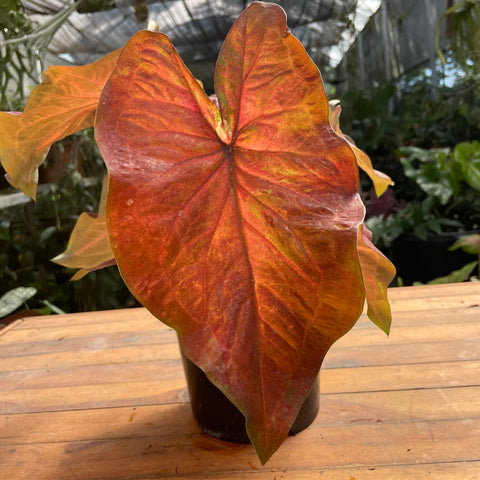 Caladium variaçāo - 04