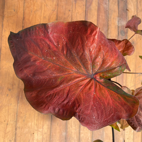 Caladium variaçāo - 04