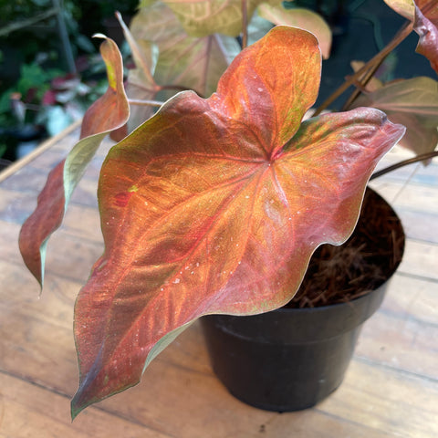 Caladium variaçāo - 04