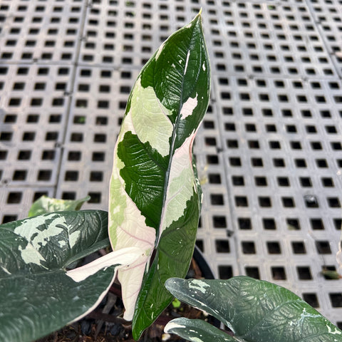 Alocasia scalprum 'variegata'