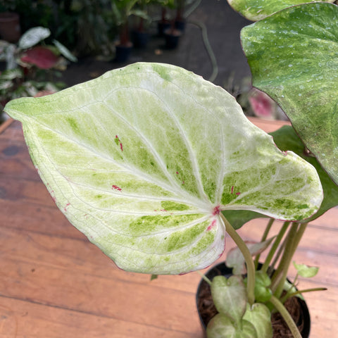 Caladium variaçāo - 16