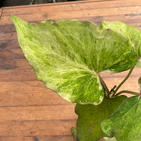 Caladium variaçāo - 16