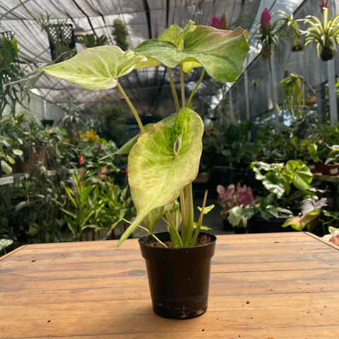 Caladium variaçāo - 16