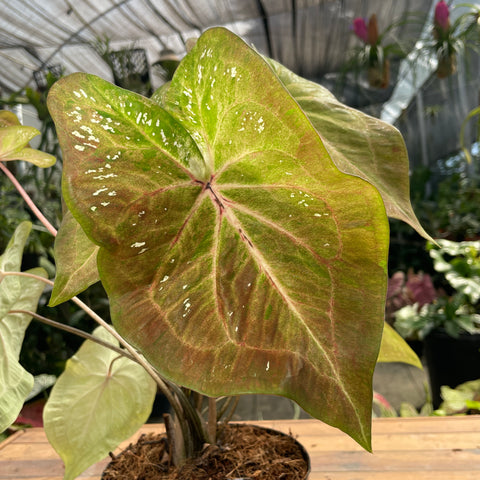 Caladium variaçāo - 18