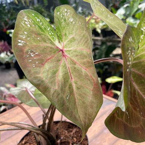 Caladium variaçāo - 18