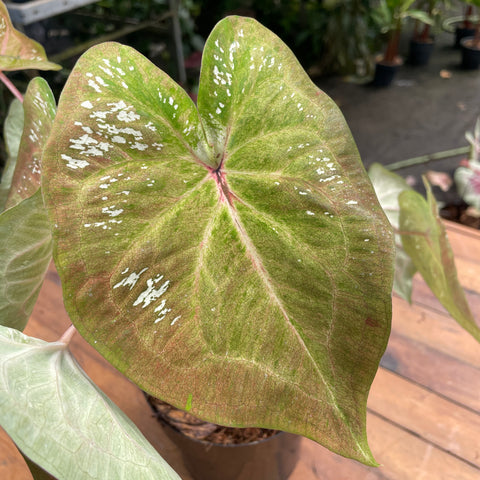 Caladium variaçāo - 18