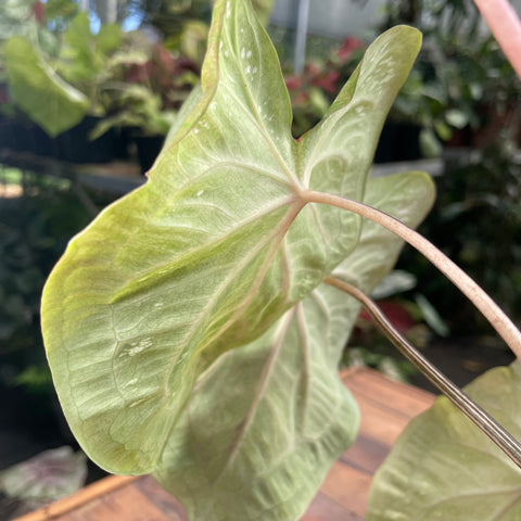 Caladium variaçāo - 18