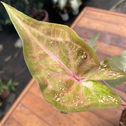 Caladium variaçāo - 18