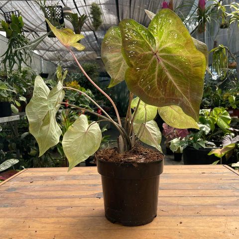Caladium variaçāo - 18