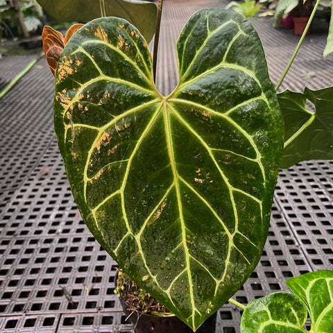 Anthurium Botanic - variação 03