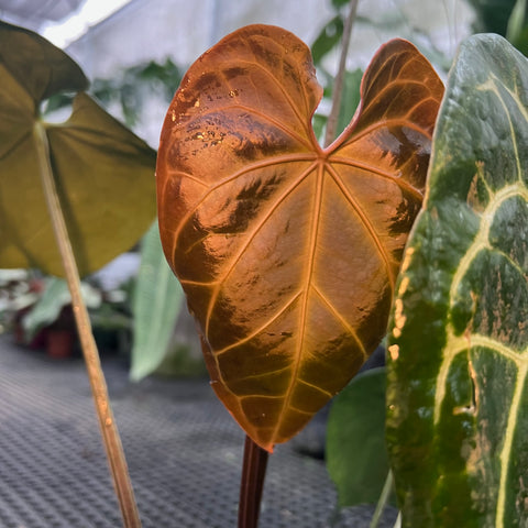 Anthurium Botanic - variação 03