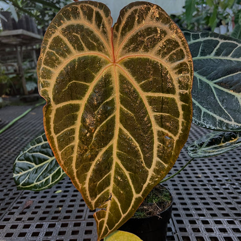 Anthurium Botanic - variação 02