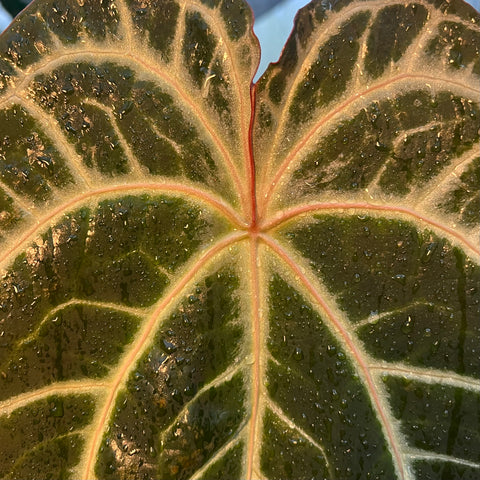 Anthurium Botanic - variação 02