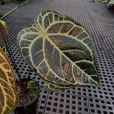 Anthurium Botanic - variação 02