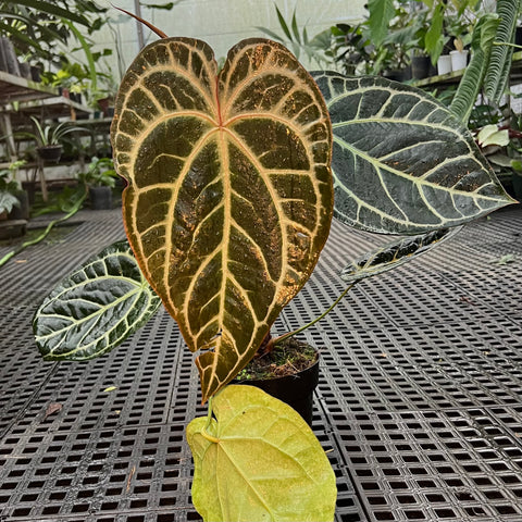 Anthurium Botanic - variação 02
