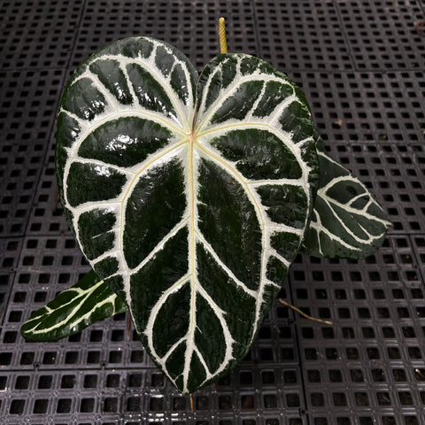 Anthurium Botanic - variação 01