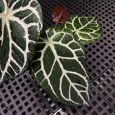 Anthurium Botanic - variação 01