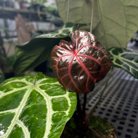 Anthurium Botanic - variação 01