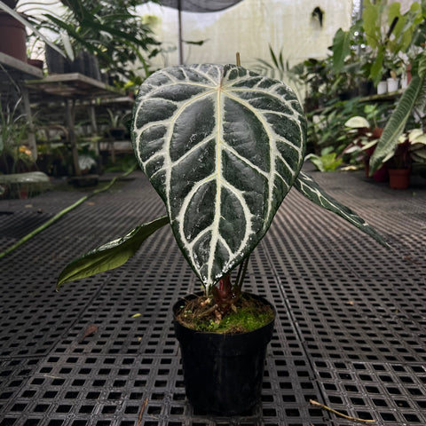 Anthurium Botanic - variação 01