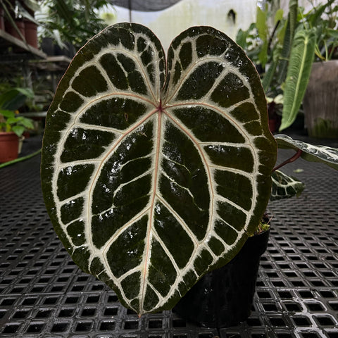 Anthurium Botanic - variação 04