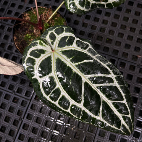 Anthurium Botanic - variação 04