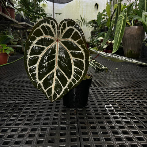 Anthurium Botanic - variação 04
