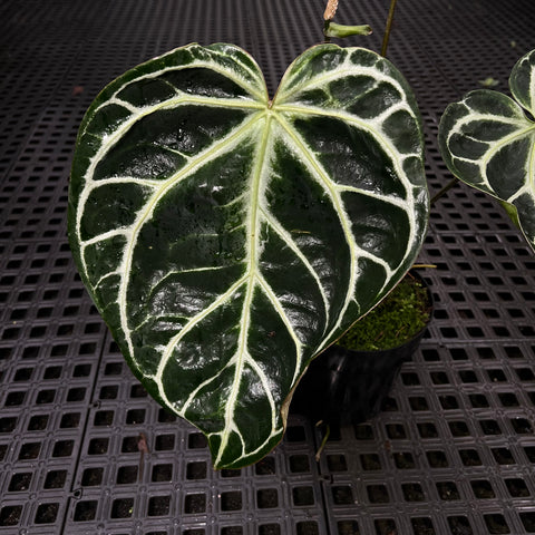 Anthurium Botanic - variação 05