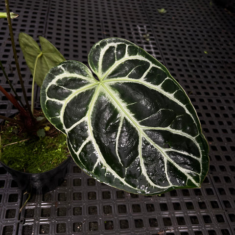 Anthurium Botanic - variação 05