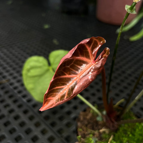 Anthurium Botanic - variação 05