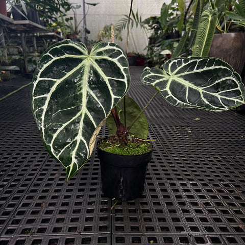 Anthurium Botanic - variação 05