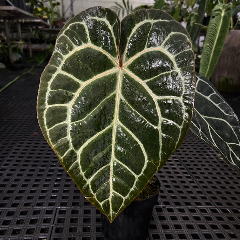 Anthurium Botanic - variação 06