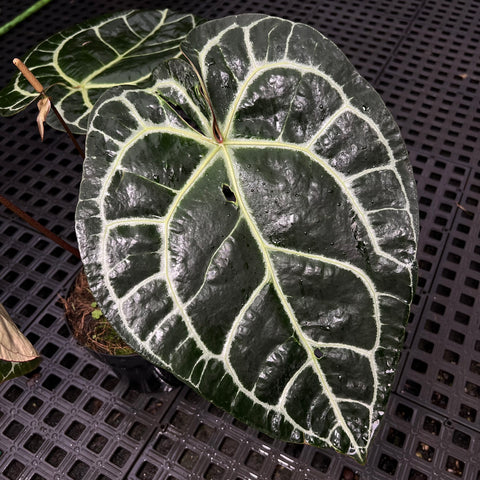 Anthurium Botanic - variação 06