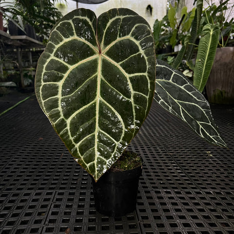 Anthurium Botanic - variação 06