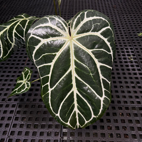 Anthurium Botanic - variação 07