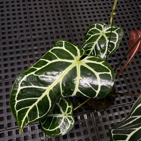 Anthurium Botanic - variação 07