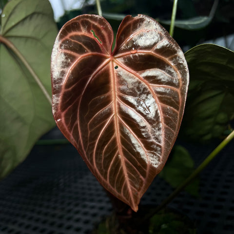 Anthurium Botanic - variação 07