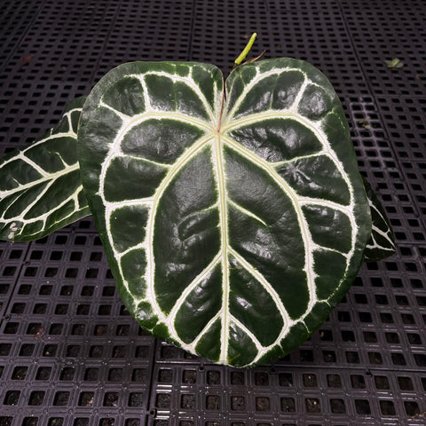 Anthurium Botanic - variação 08