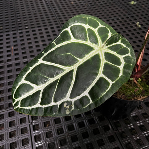 Anthurium Botanic - variação 08